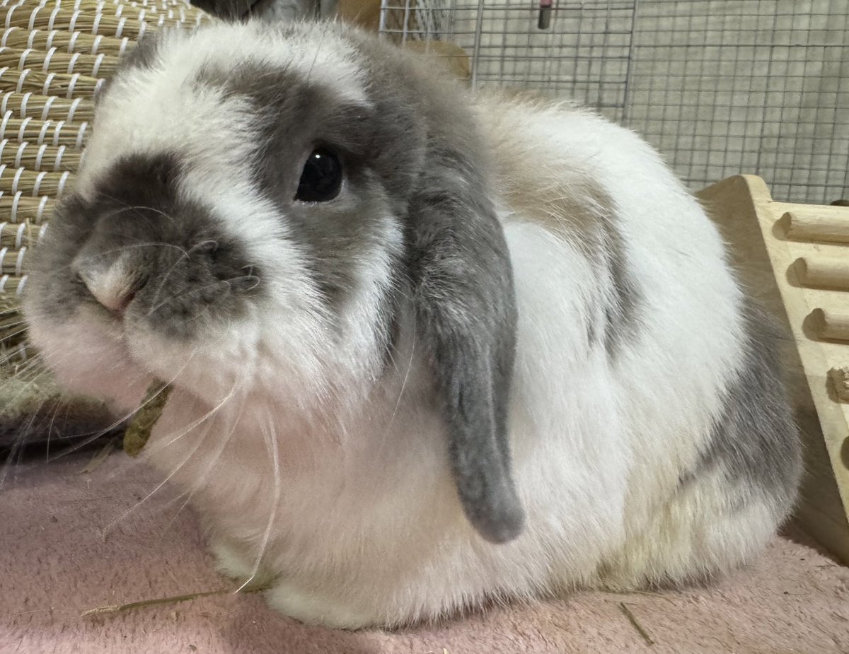 おそば🐰おれお tweet media