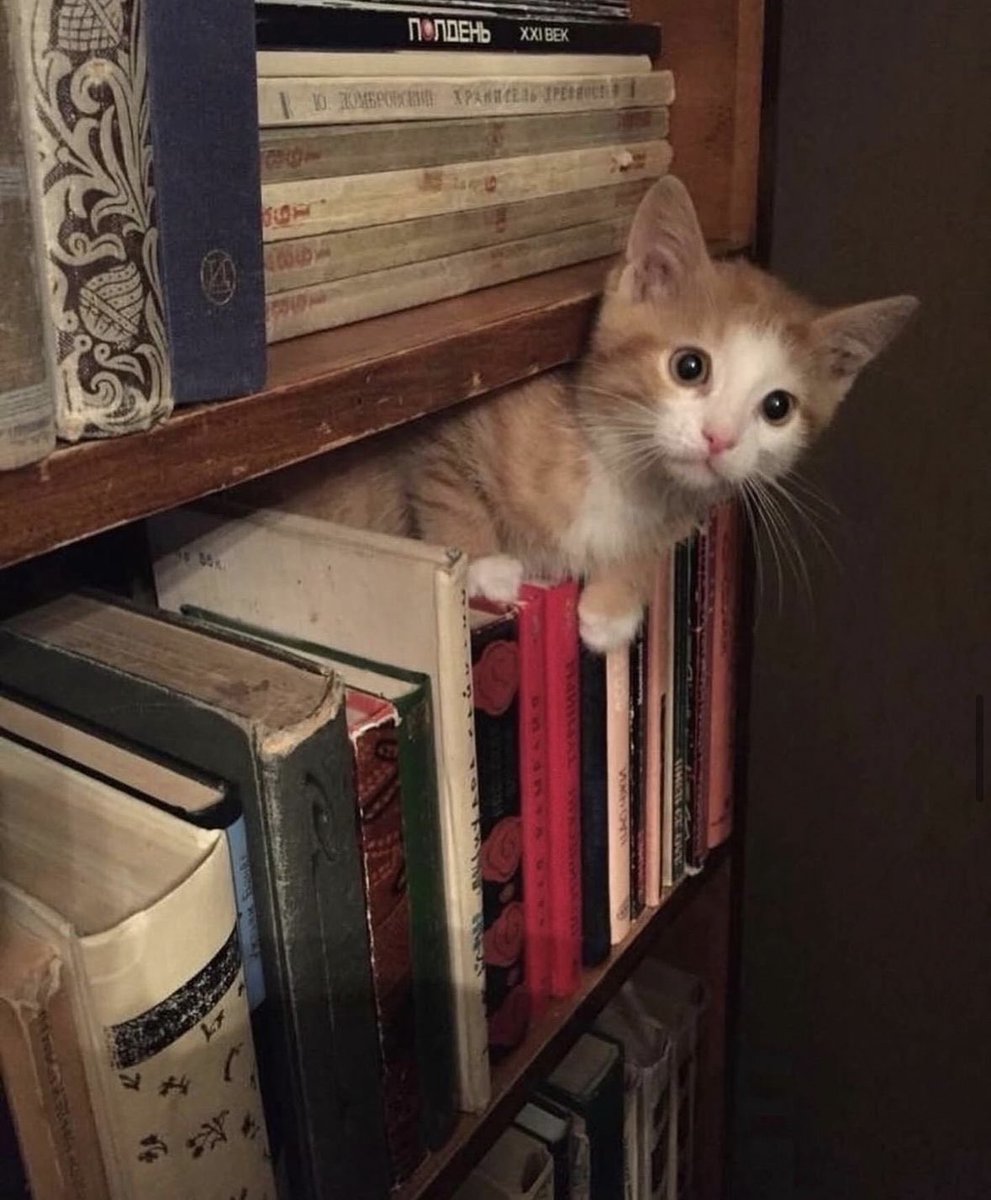 dcd728's tweet image. #Kitty looking for a good #book to #curlup with.