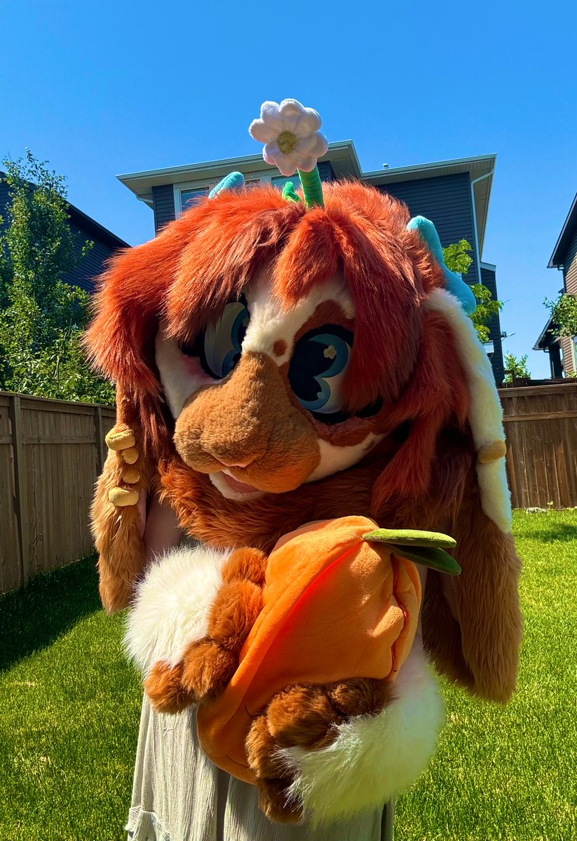 thedaisybunny's tweet photo. Heya it’s Daisy! First time posting on twitter! I’m a bunny fursuiter, artist and content creator! (commissioned my suit from Bhunnie’s Burrow on Instagram!) 

#furry #fursuit #fursuiter #fursuiting #bunnyfursuit #rabbitfursuit #furryfandom #furrycommunity https://t.co/EIXzKCv70I