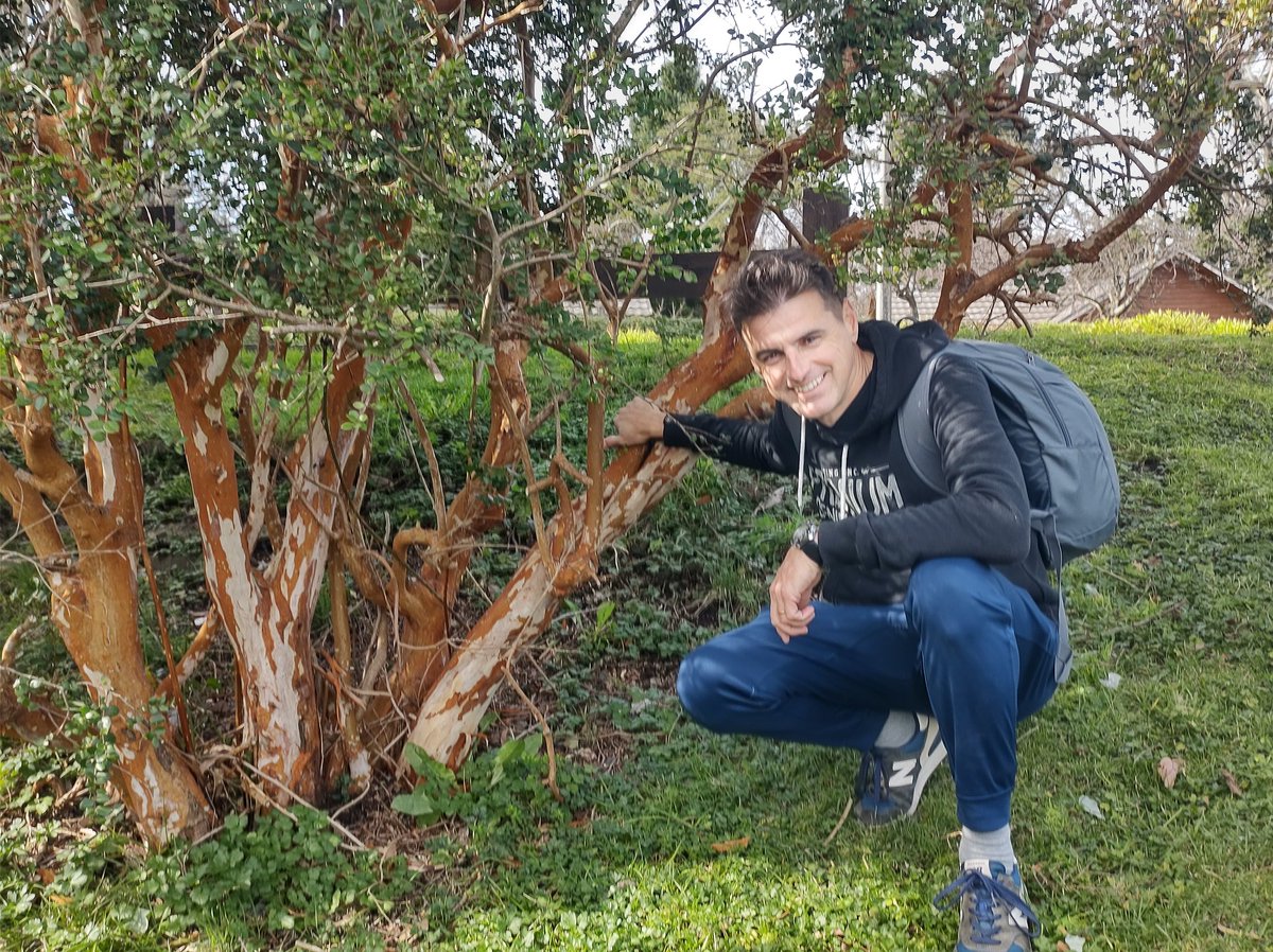 alejandro_rossa's tweet photo. Encontré un pequeño #arrayan seguramente de más de 15 años! Su corteza suave, limpia y fría, dan ganas de abrazarlo! https://t.co/tgqJT0ZJPu