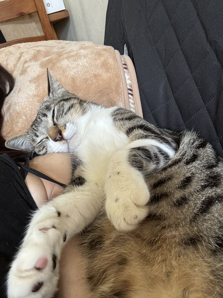 椎名 桃@しーももは緑推し tweet media