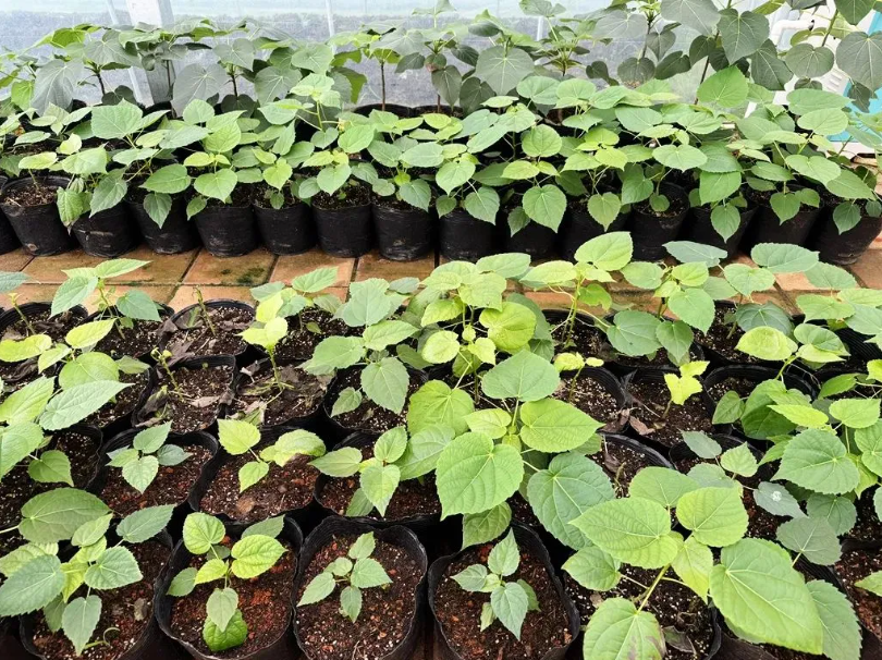 ChinaScience's tweet photo. China's Idesia polycarpa #SpaceBreeding base has welcomed the successful seedling of the 1st batch of seeds that traveled on Shenzhou-16 mission in 2023. The seedlings in Xuanwei, southwest Yunnan will be cultivated next, focusing on high oil content and strong cold resistance. https://t.co/0OfQzBSTq9