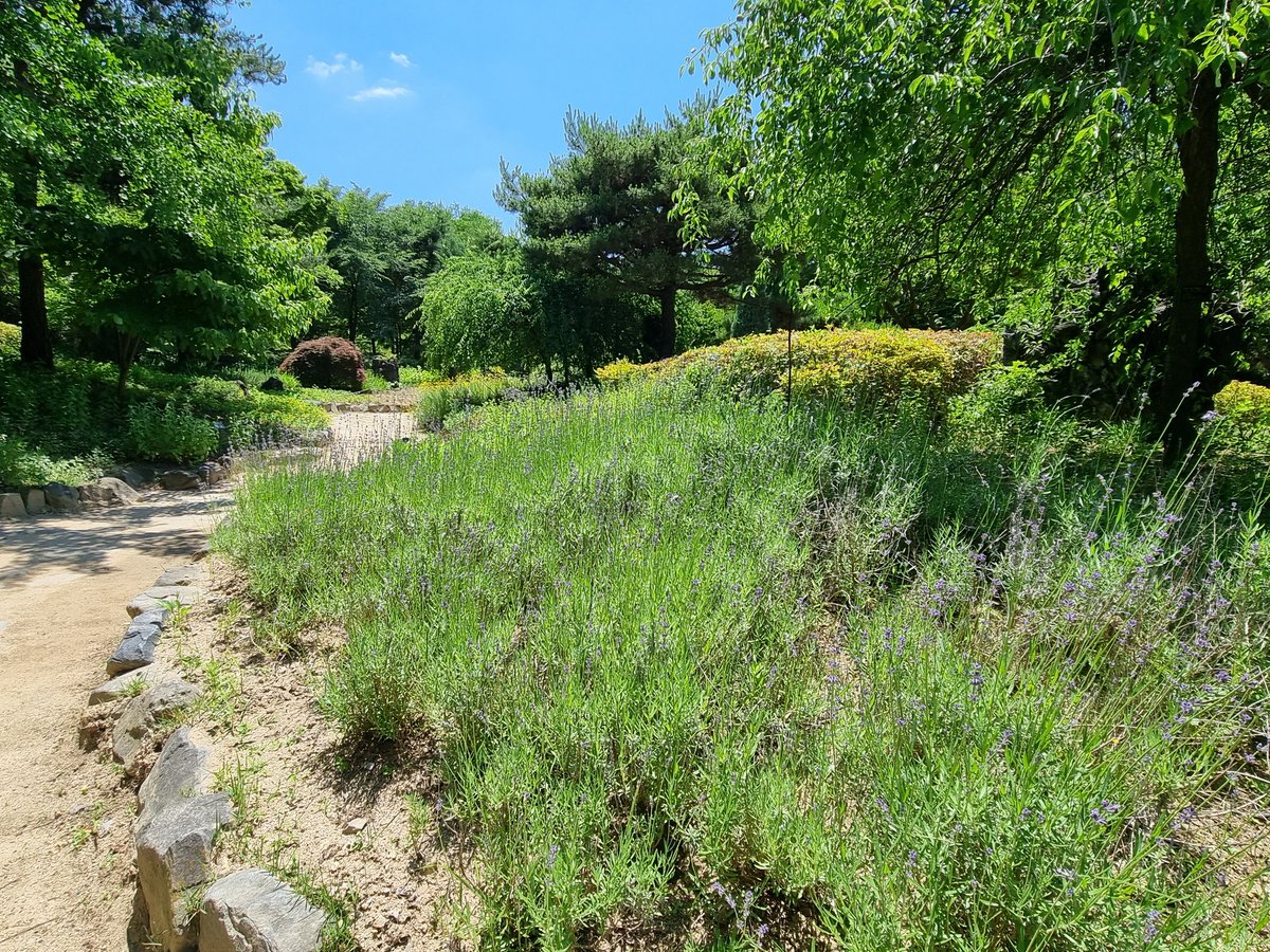 DaccNag2438's tweet photo. A sunlit forest path, where flowers greet you, and nature's tranquility fills your heart.
#ForestPath #Nature #FlowerPath #Serenity #Sunlight #Scenic #Healing #NatureBeauty
햇살이 스며든 숲속 오솔길, 꽃들이 반기며 자연의 평온함이 마음을 채운다
#숲속 #오솔길 #자연 #꽃길 #평온함 #서정적 #햇살 #풍경 #힐링 #자연의아름다움