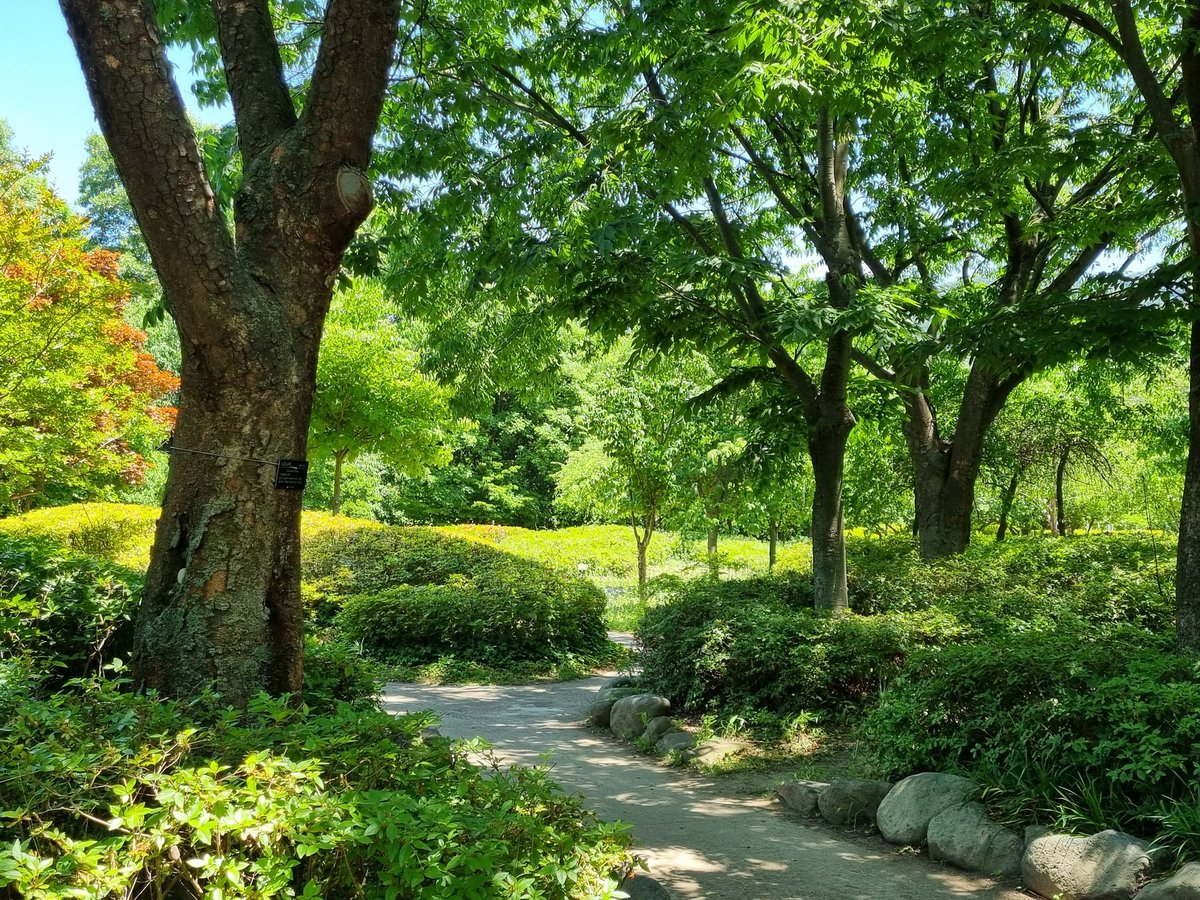 DaccNag2438's tweet photo. A sunlit forest path, where flowers greet you, and nature's tranquility fills your heart.
#ForestPath #Nature #FlowerPath #Serenity #Sunlight #Scenic #Healing #NatureBeauty
햇살이 스며든 숲속 오솔길, 꽃들이 반기며 자연의 평온함이 마음을 채운다
#숲속 #오솔길 #자연 #꽃길 #평온함 #서정적 #햇살 #풍경 #힐링 #자연의아름다움