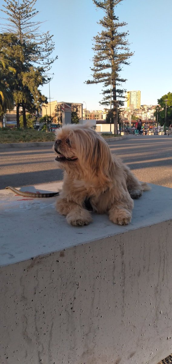 hdiazrivero's tweet photo. @twaniimals Mi regalon. Kenay va a cumplir un año que partió a recorrer libremente su vida aventurera.....como lo extraño!! https://t.co/vVEIn4RrCO