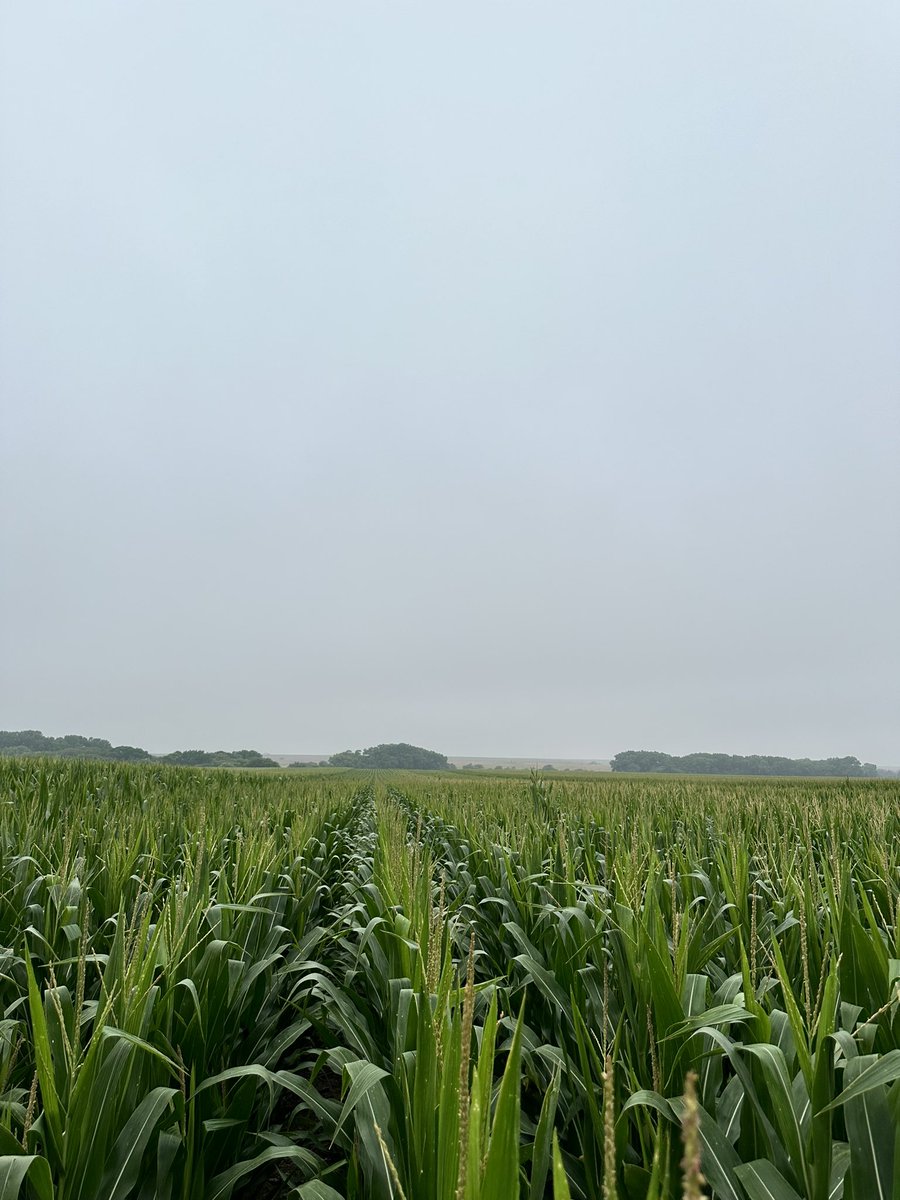 tbrockhoff31's tweet image. Preceon short corn in Western KS. Very impressed by how well the short-stature corn has taken the heat and dry weather. Excited to see it harvested this fall. #bayercropscience