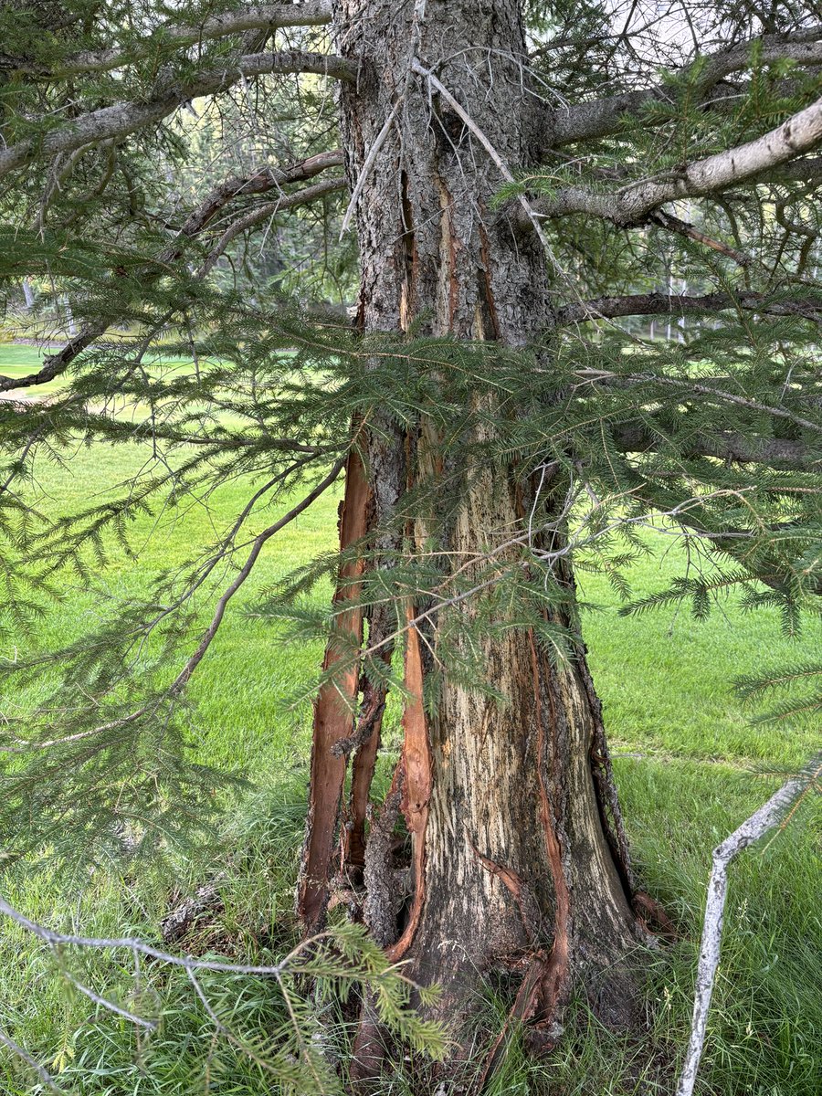 Seen this in my travels today. A bear stripping the bark off this tree to get at the sap. Don’t f@%k with bears.