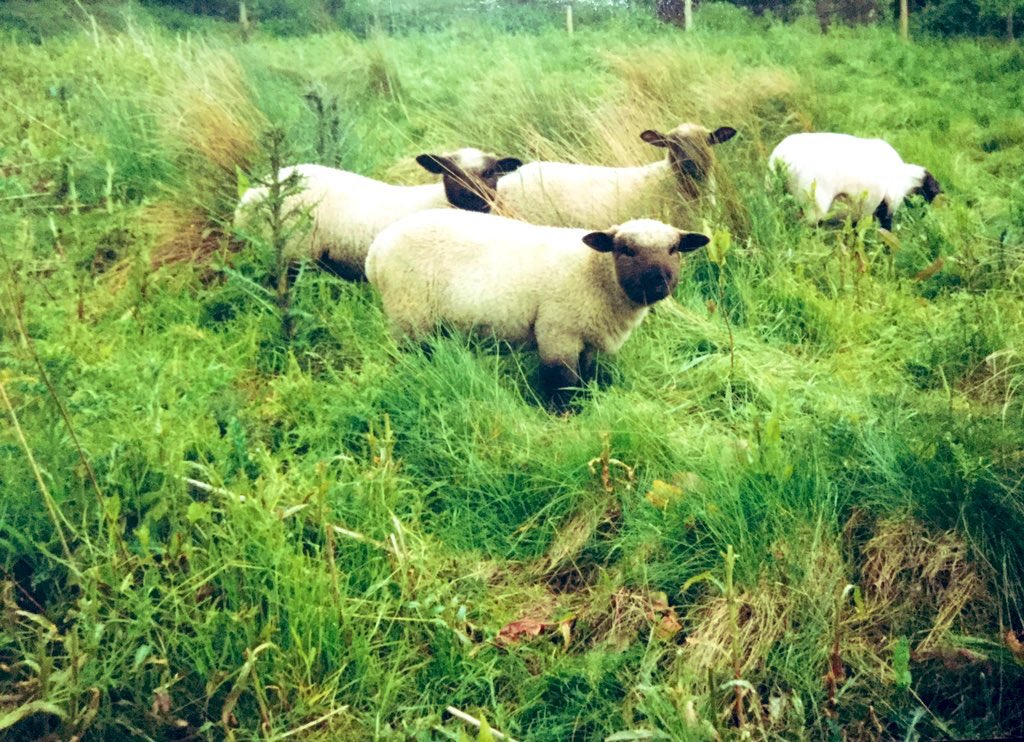 xhaworthx's tweet image. Llanwenog Sheep (Chipping Norton) 🤎

 #SmallBeautiesHour  #BecauseOfClem  #ThreadOfGold