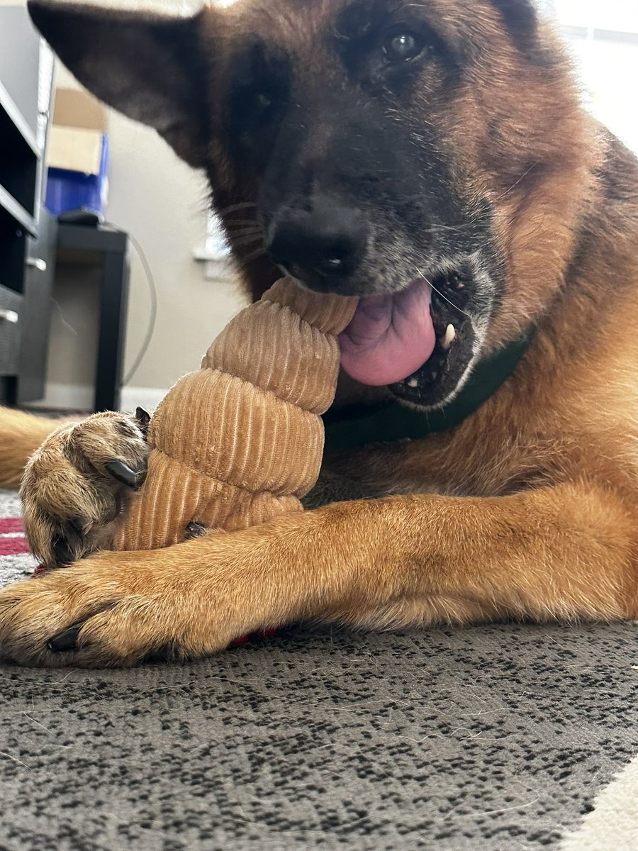 DekeShep's tweet photo. The past nine years have felt like a lifetime, yet somehow they were not long enough. You were my buddy and best friend through so much hardship and so much good too. My clumsy idiot that never quite realized how big he was and would step on your feet at the first opportunity. https://t.co/in02sNo1Le