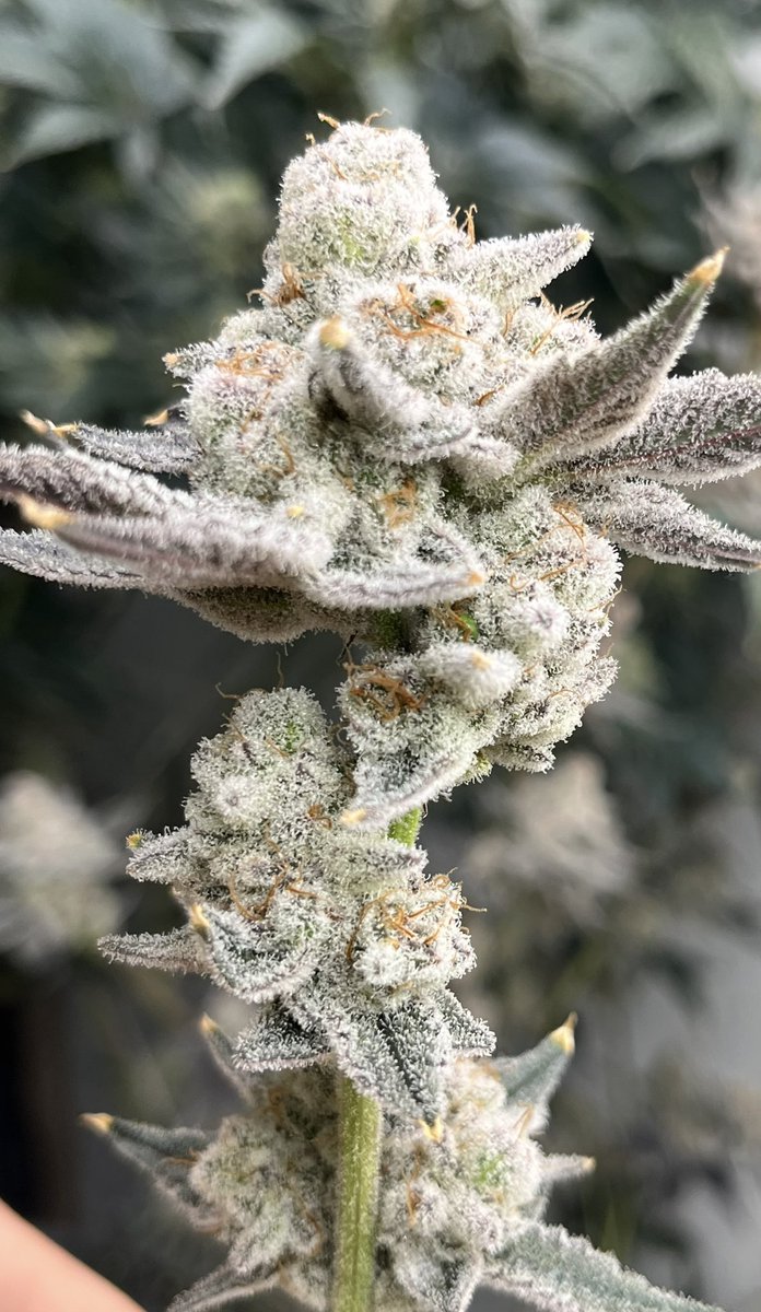canataro420's tweet photo. Miami madness🇺🇸
今までで一番白い🧑‍🌾 https://t.co/Ggg72iTfVn