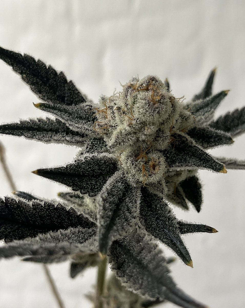 canataro420's tweet photo. Miami madness🇺🇸
今までで一番白い🧑‍🌾 https://t.co/Ggg72iTfVn