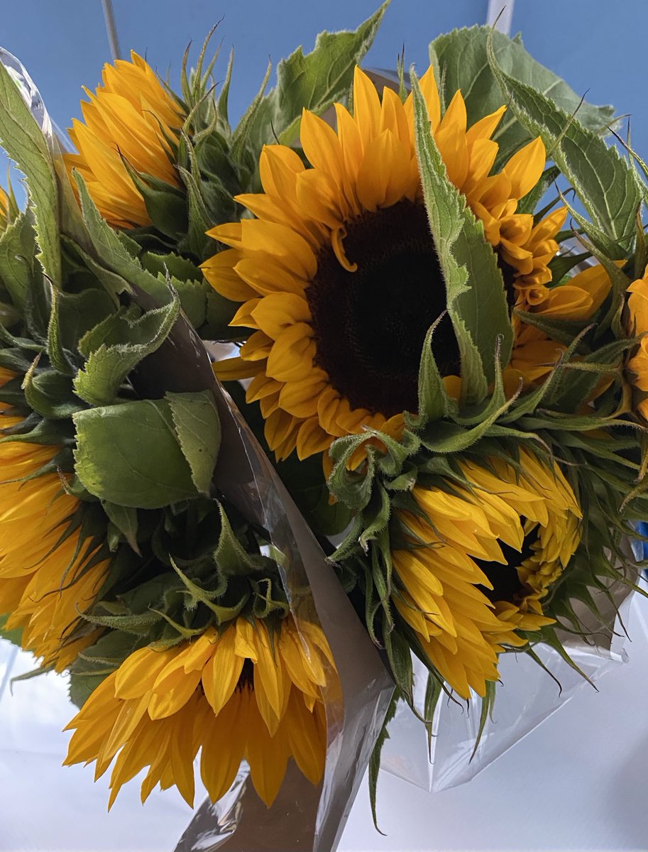 More sunflowers 🌻 for ⁦<a href="/MondfrauJenny/">JENNY</a>⁩ I’m sorry you are in hospital.