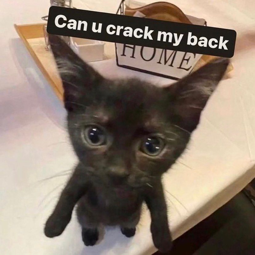 Posts Of Cats (@postsofcats) on Twitter photo 