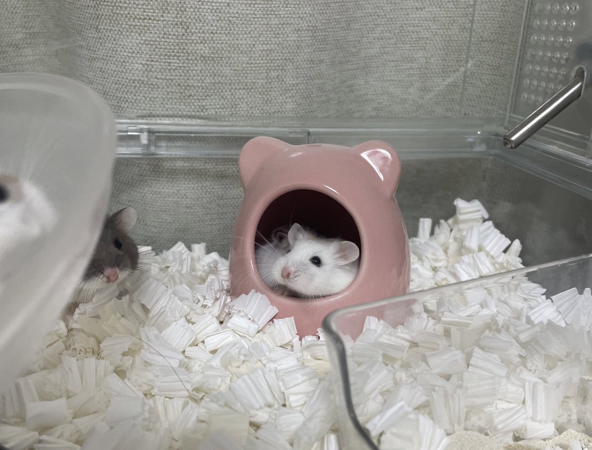 vjdsav's tweet photo. うちのハムちゃん🐹
可愛すぎてずっとみてられる… https://t.co/Nsu1BZLuii
