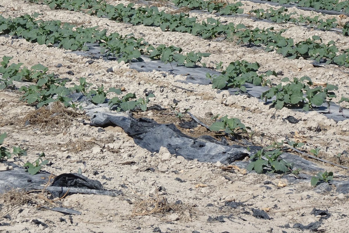 Santi_MBarajas's tweet photo. El uso masivo de plástico en la agricultura intensiva, constituye un grave problema ambiental de contaminación. Se estima que se entierran en los campos de orden de 100 kg de plástico por hectárea y año. Debería exigirse su retirada o en caso contrario, prohibir totalmente su uso https://t.co/lAWLgeAL6A