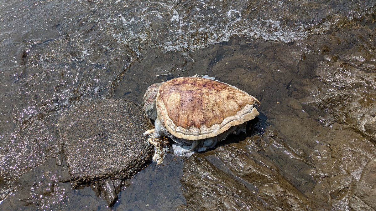 江の島行ったらウミガメの甲羅落ちてた
#江の島