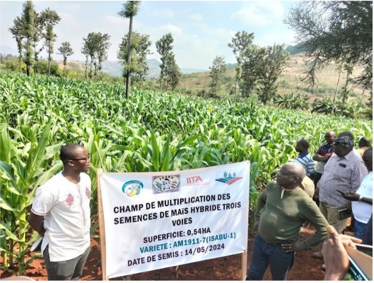 Hybrid Maize Seed Production Launched in Burundi. 
Burundi is located in the Great Lakes region of central Africa, with substantial agricultural potential and almost 90% of the population involved in farming.
