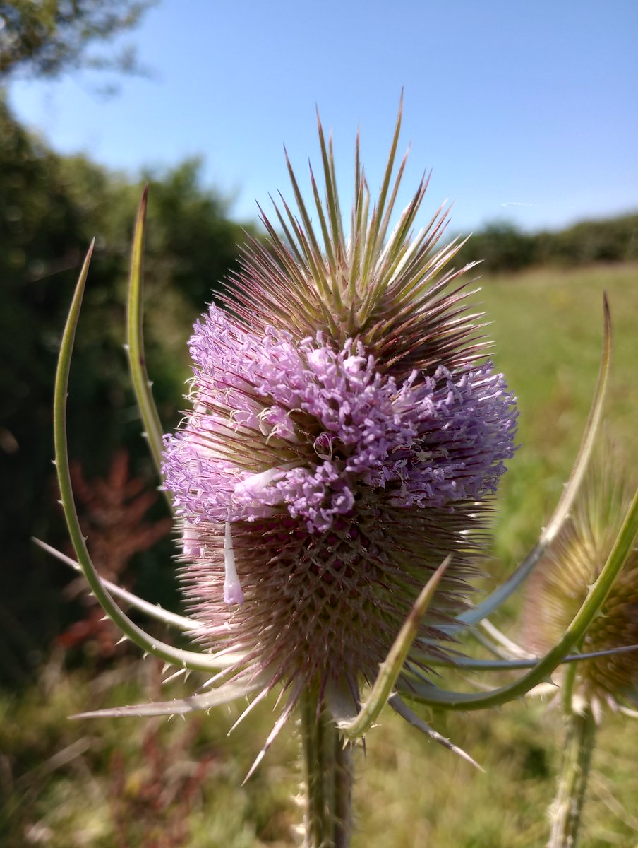 PurbeckWild's tweet photo. Don't know what it is but #Teasels are just amusing.
#wildflowerhour #365dayswild #twitternaturecommunity #tonsure https://t.co/5TmfIw2Qva