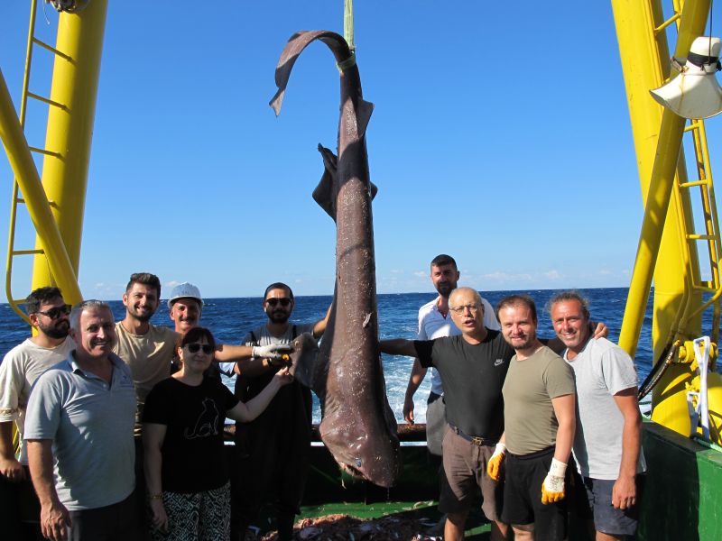 DEN-İZ Programı kapsamında, Marmara 2024 Yaz Trol çalışması devam etmektedir. Yakalanan altıyarıklı bozcamgöz (Hexanchus griseus) genetik analiz için doku örnekleri aldıktan sonra CANLI geri salınmıştır. #MarineScience #Deniz_izleme #Marmara   <a href="/iusubilimleri/">İÜ Su Bilimleri Fakültesi</a> <a href="/bftsaadet/">Saadet Karakulak</a>