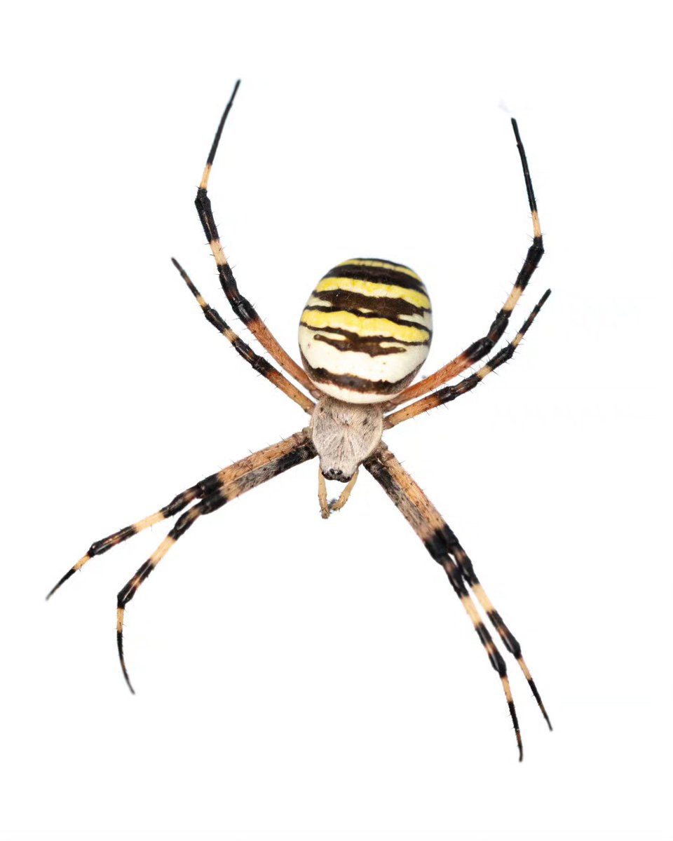 La araña tigre (Argiope bruennichi) es una de las arañas más grandes de España, pudiendo llegar a medir hasta dos centímetros entre el prosoma y el opistosoma. En esta especie existe dimorfismo sexual, ya que las hembras son más grandes que los machos.