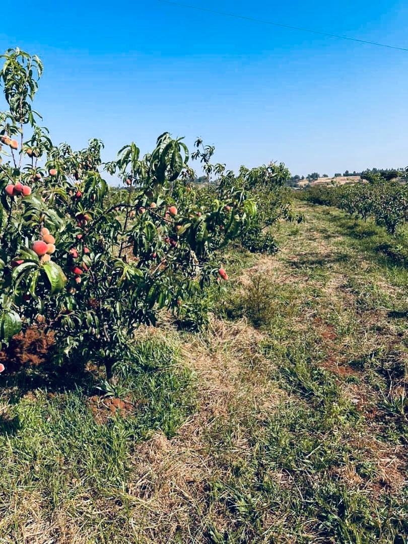 AbiyAhmedAli's tweet photo. Fruit cultivation through our #GreenLegacy efforts is yielding impressive results, demonstrating significant progress. To build on this success, it is essential that we continue to enhance our practices, invest in innovative techniques, and engage with our community to further advance our environmental and agricultural objectives.