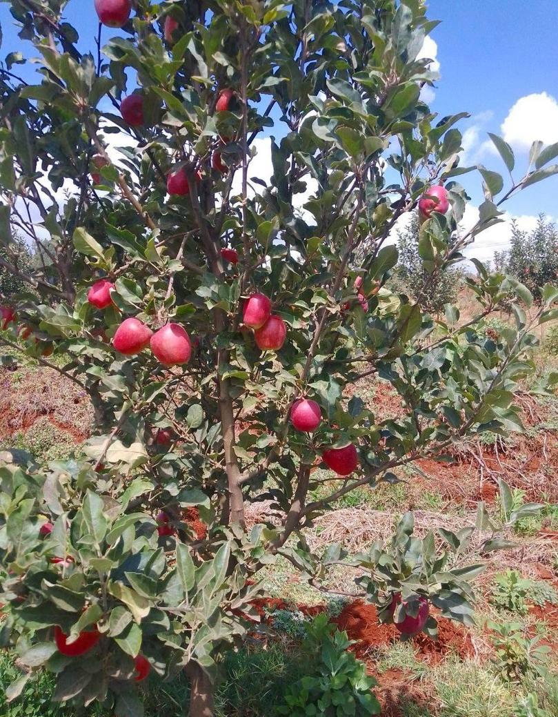 AbiyAhmedAli's tweet photo. Fruit cultivation through our #GreenLegacy efforts is yielding impressive results, demonstrating significant progress. To build on this success, it is essential that we continue to enhance our practices, invest in innovative techniques, and engage with our community to further advance our environmental and agricultural objectives.