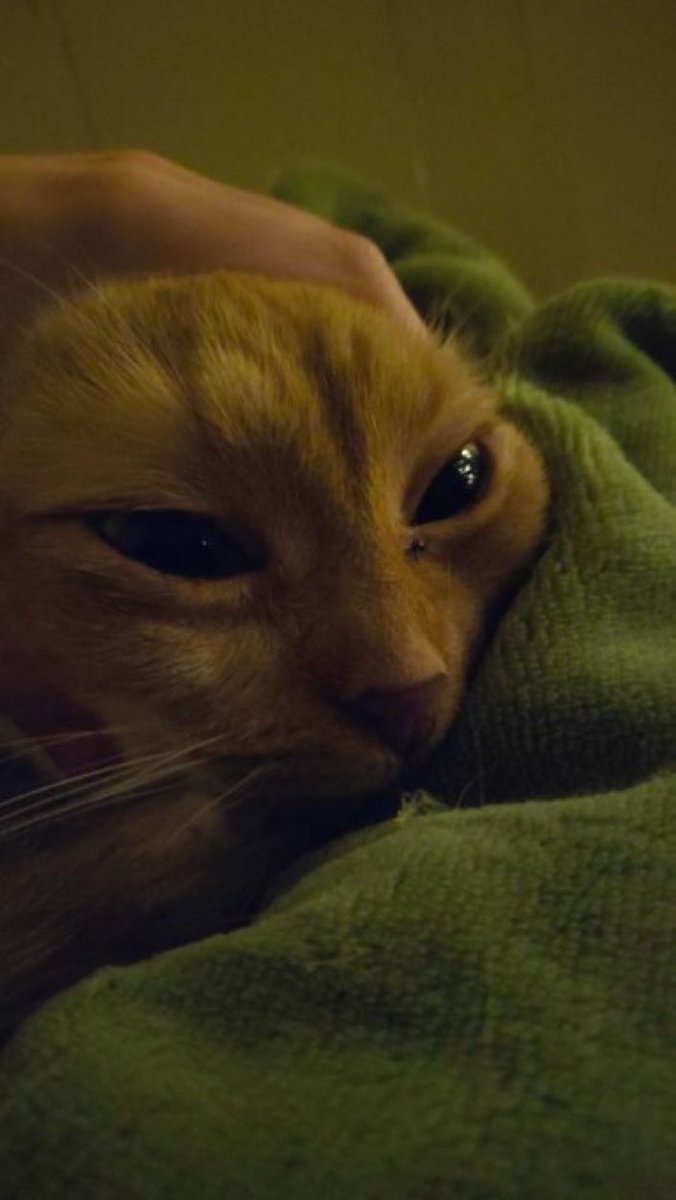 Cats with their heads held back tweet media