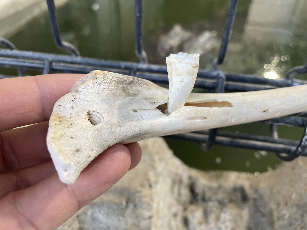 ナイルワニの餌の残骸です🐊 鹿の足🦌の骨になります。 ワニは消化し