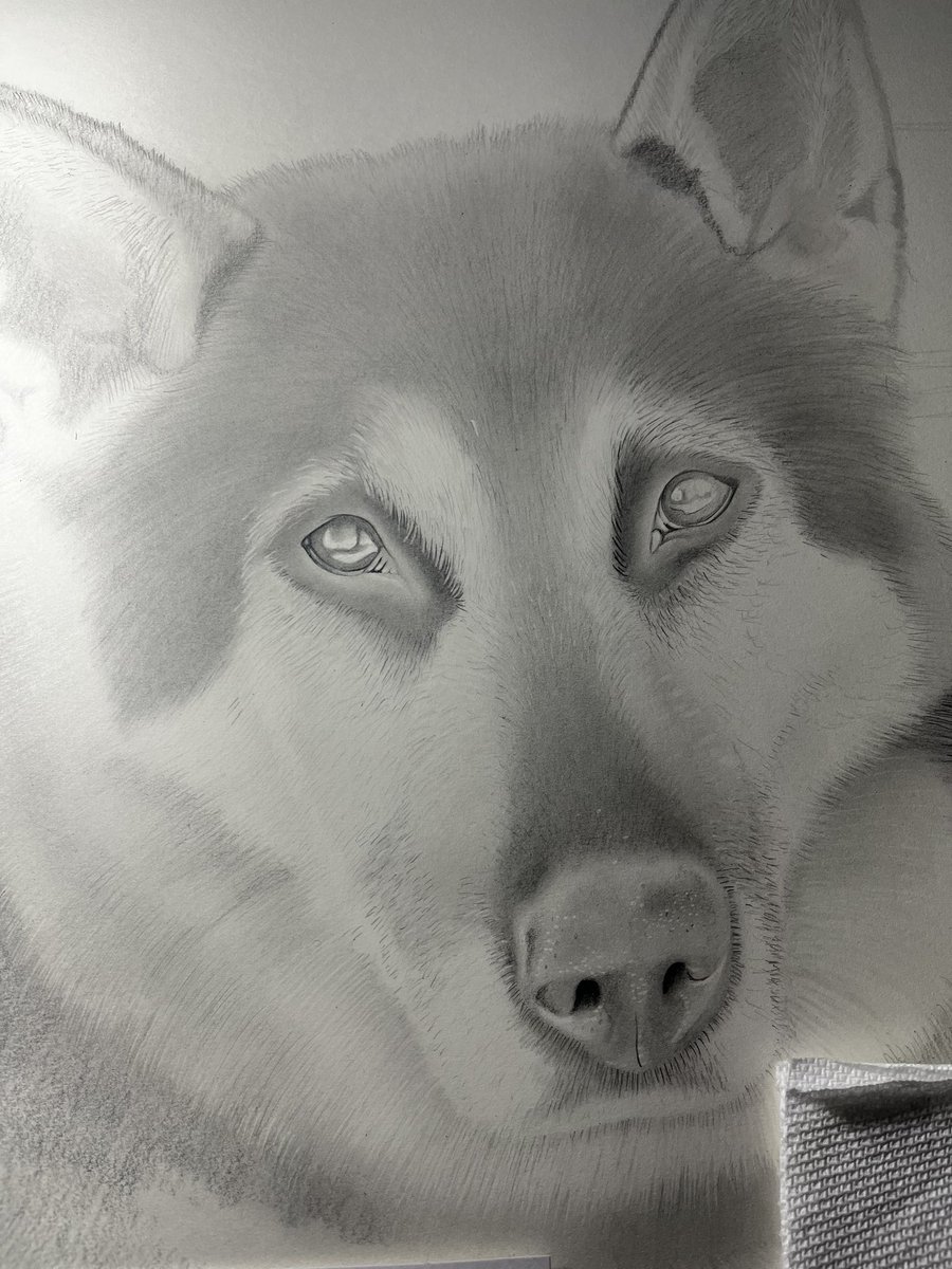 Graphiteartz's tweet image. A work in progress!

#Dogs #X #Drawings