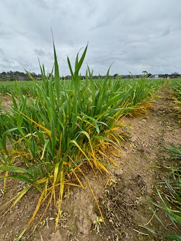 PbiCobbitty's tweet photo. Dr. Davinder Singh and Mr. Matthew are out in the field with additional photos of PBI Cobbitty, disease screening nurseries, and NVT. @theGRDC @GRDCNorth @GRDCSouth @thelandnews https://t.co/g0fbvn0yxx