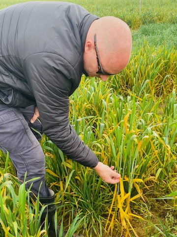 PbiCobbitty's tweet photo. Dr. Davinder Singh and Mr. Matthew are out in the field with additional photos of PBI Cobbitty, disease screening nurseries, and NVT. @theGRDC @GRDCNorth @GRDCSouth @thelandnews https://t.co/g0fbvn0yxx