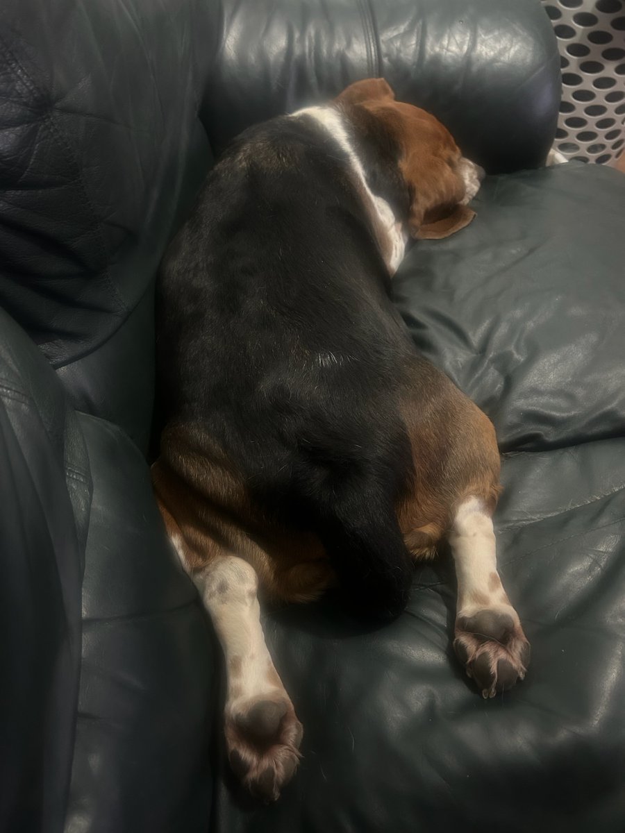 TheHangryBeagle's tweet photo. Hoomans pissed me off tonight. They said I was cut off for more treats when I made it VERY clear to them that I wanted more...so I let them know what I thought of that....they can kiss my @$$ AAANNNDDD my Toe Beans! 😡🤬🖕Zzzz
#TheHangryBeagle
#KissMyAss
#Hungry
#BeagleProblems https://t.co/gFwD3uoot4