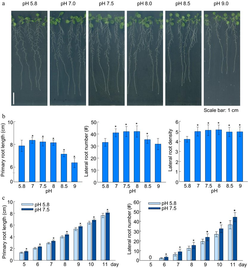 MaximumAcademic's tweet photo. #SSE
Promotion of root development by slightly alkaline pH involves an auxin mediated adaption mechanism.
@EcologicalAR #PlantScience #RootDevelopment #pHvalue #Auxin #Arabidopsis
Details: https://t.co/4A2nPdBgQQ https://t.co/7m2NbAOpW0