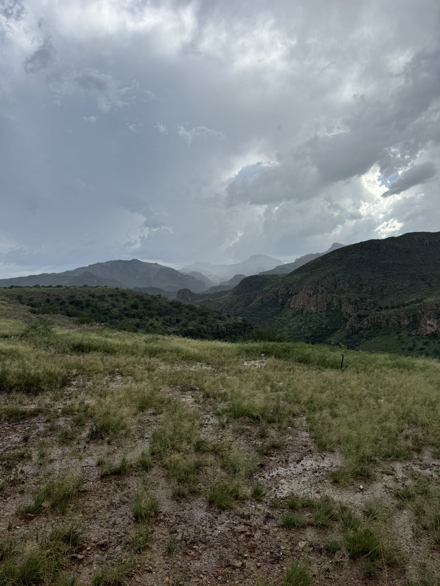 trailz520's tweet photo. was just swimming and hiking in the Atascosas and now I found out theres an ocelot roaming around, such hopeful news https://t.co/2SMFJLjRG5