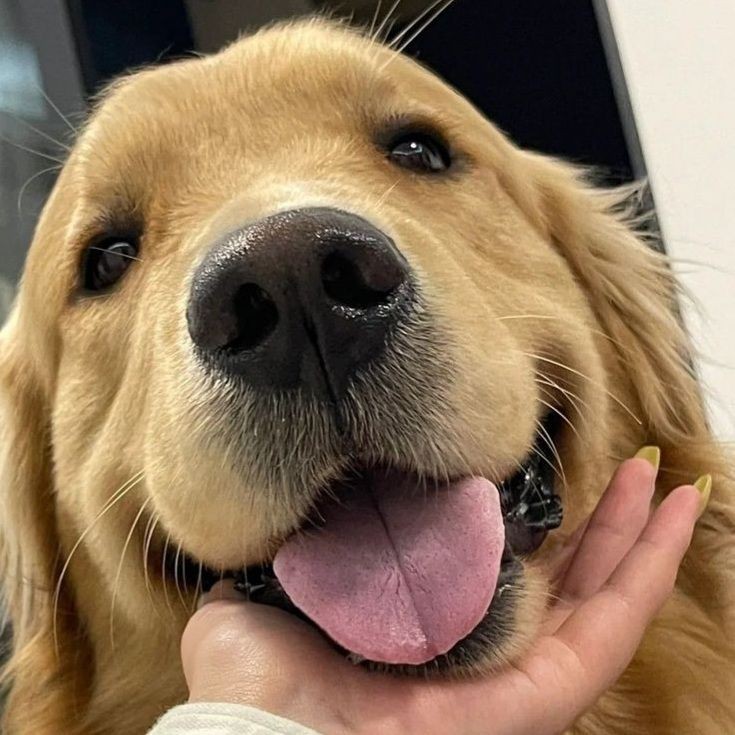 Doglover tweet media