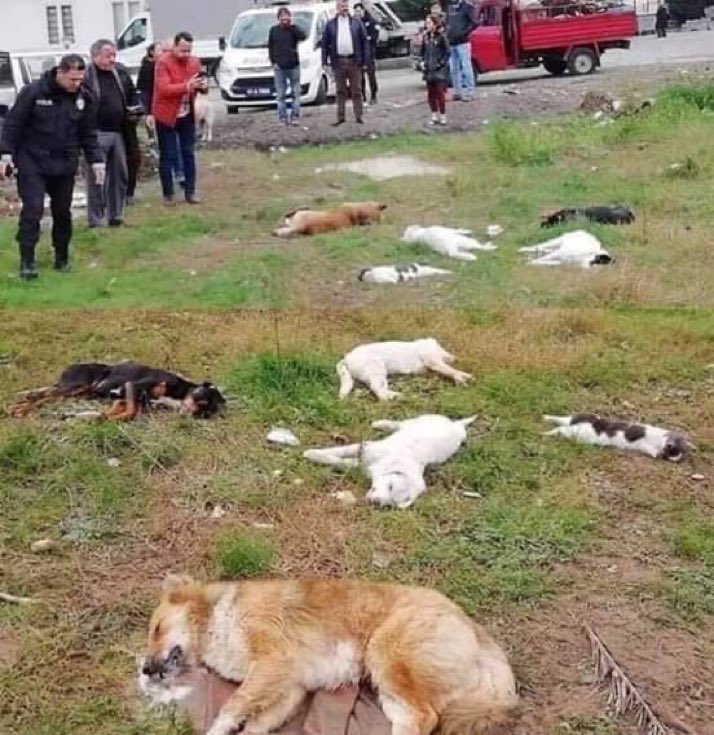 IliasVancity's tweet photo. @domdyer70 @animalsavemvmt @MeldaKelemcisoy @RTErdogan Turkish animals… How sick in the head can somebody be to do such a thing? #BoycottTurkiye #BoycottTurkey #DivestTurkiye #DivestTurkey #SanctionTurkiye #SanctionTurkey https://t.co/nbdbIENfOo