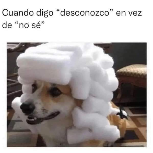 nacional_memes's tweet photo. 🐶 https://t.co/Rloesxh0Bq