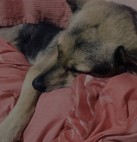 thwildy's tweet photo. te amo y espero que nos volvamos a encontrar, se que hoy estás alegrando el cielo siendo lo más hermoso que él tiene, gracias por haberme hecho tan feliz y te llevo por siempre en mi piel y recuerdos, hasta siempre amor de mi vida https://t.co/rjYzSMEFBo