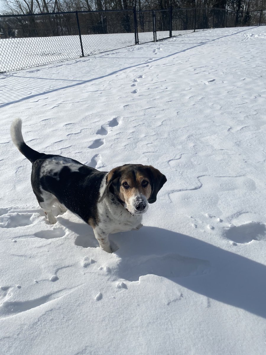 katkingallen's tweet photo. R.I.P. Rob’s beloved Buddy. When I picked up this little stray over 12 years ago, I didn’t realize how much joy he was going to bring to the family! He never met a stranger and he loved whatever additional animal we brought home. #rainbowbridge #bestdog https://t.co/8L5euMq1LM