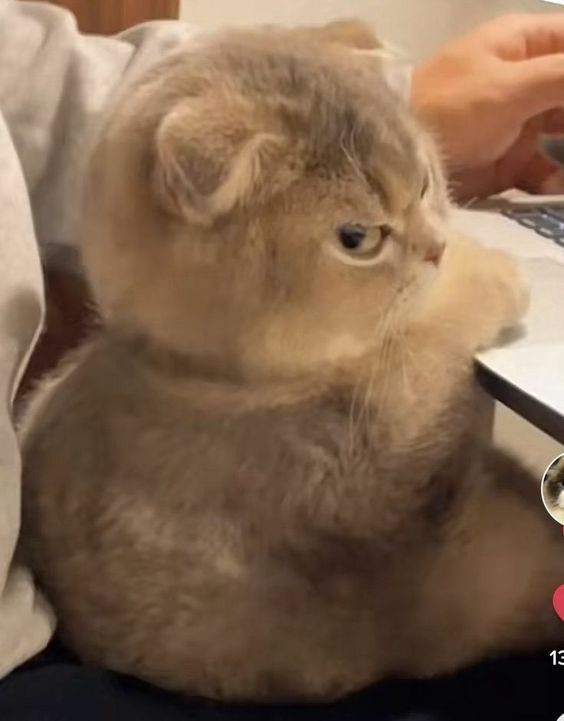 smol silly cat tweet media