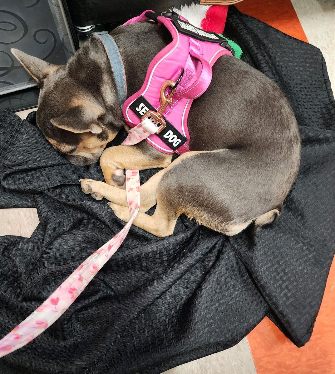 Before &amp; After: Looks like Bayou had a good and long first day too! 😉🐾🐕😴🧡🖤🤍