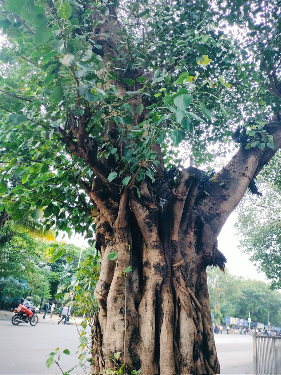 MamtaTrivedi29's tweet image. Happy #ThickTrunkTuesday 🌳💚✨

#Pipal #treepeople #treefriends 
#TreeClub 
#theme_pic_India_trees