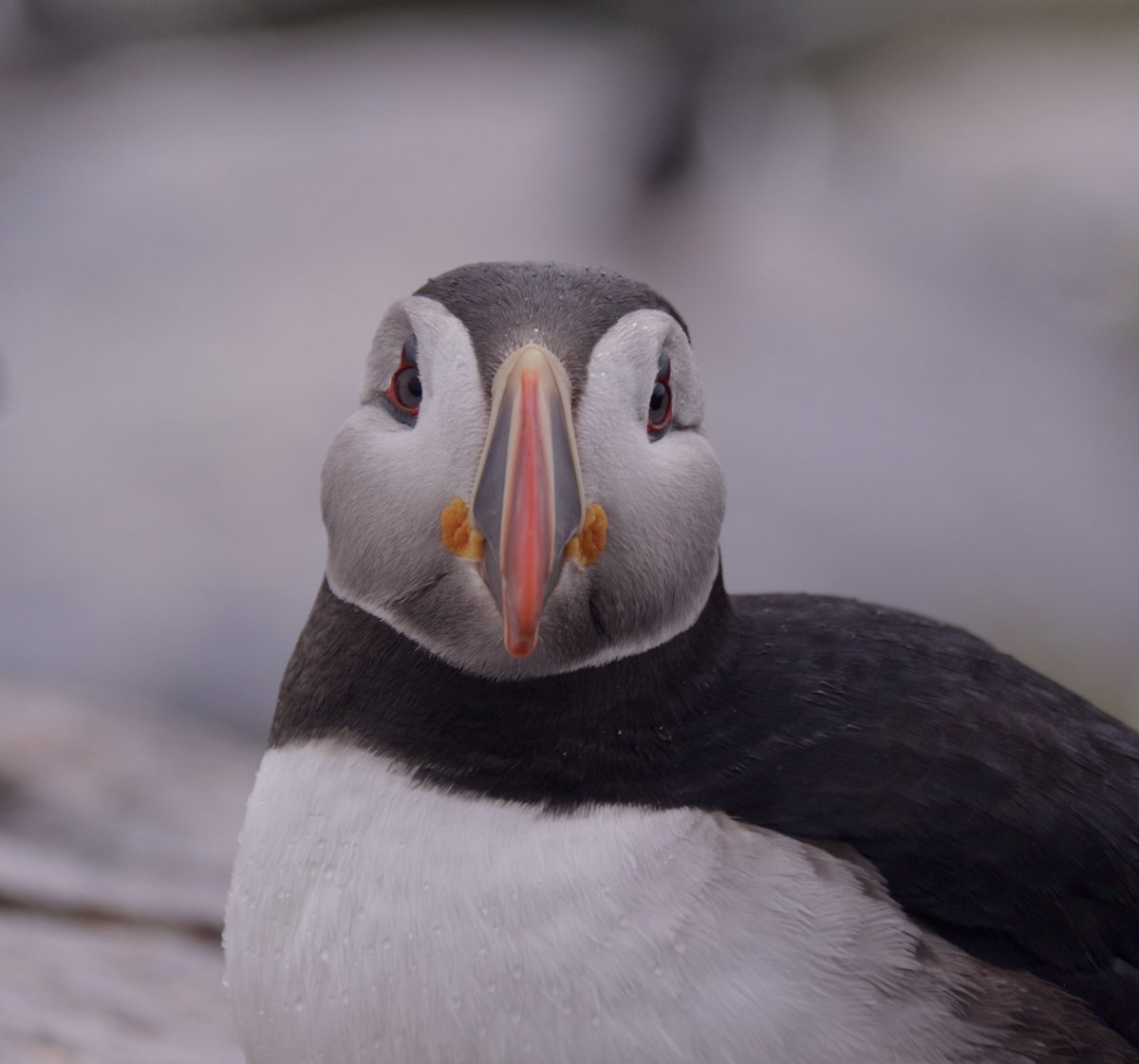 ALAR - Atlantic laboratory for Avian Research tweet media