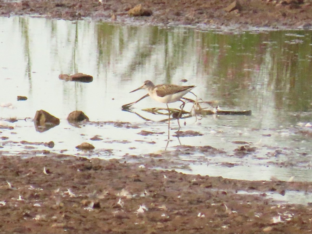 x (@robgilb) on Twitter photo Lordship lane
2nd greenshank of the year
18 lapwing on what remains of the water. <a href="/Staffsbirdnews/">Staffs Bird News</a> #localbigyear Lordship lane
2nd greenshank of the year
18 lapwing on what remains of the water. <a href="/Staffsbirdnews/">Staffs Bird News</a> #localbigyear
