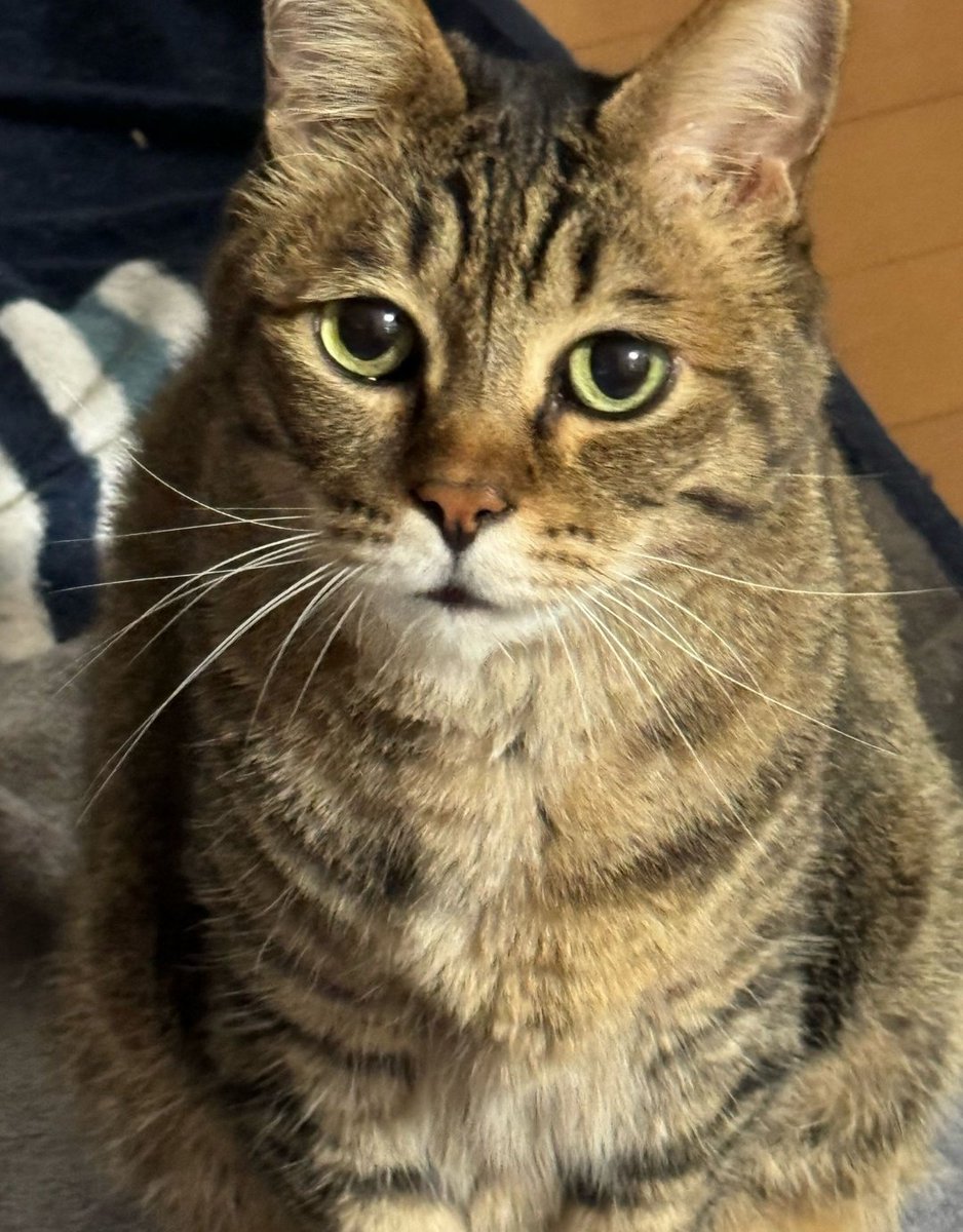 ぽっちゃり、控えめに言って神