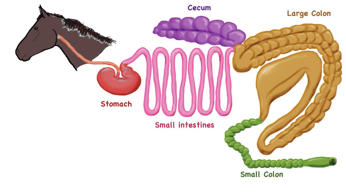 The Wizard tweet media