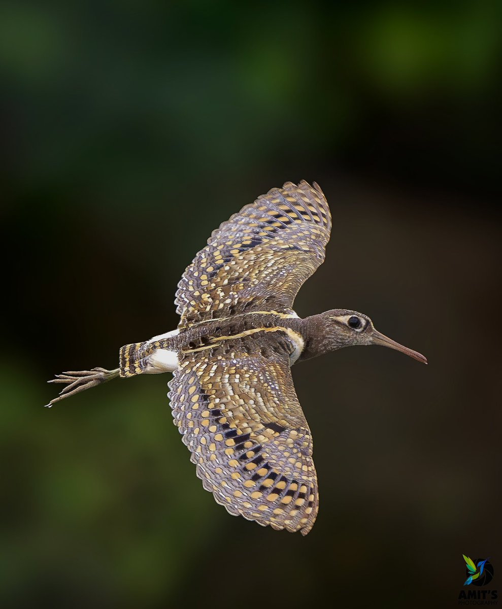 asharma555's tweet photo. Greater Painted Snipe
Jaipur
#beauty #birds #earthcapture #birdphotography #BirdTwitter #IndianBirds #birdsofindia #BirdsSeenIn2024 #naturelover #nikonasia #avibase #birds_lover #bestbirdshots #birdsportrait #mydailybird #IndiAves @IndiAves @NikonIndia https://t.co/h2uekFMXih