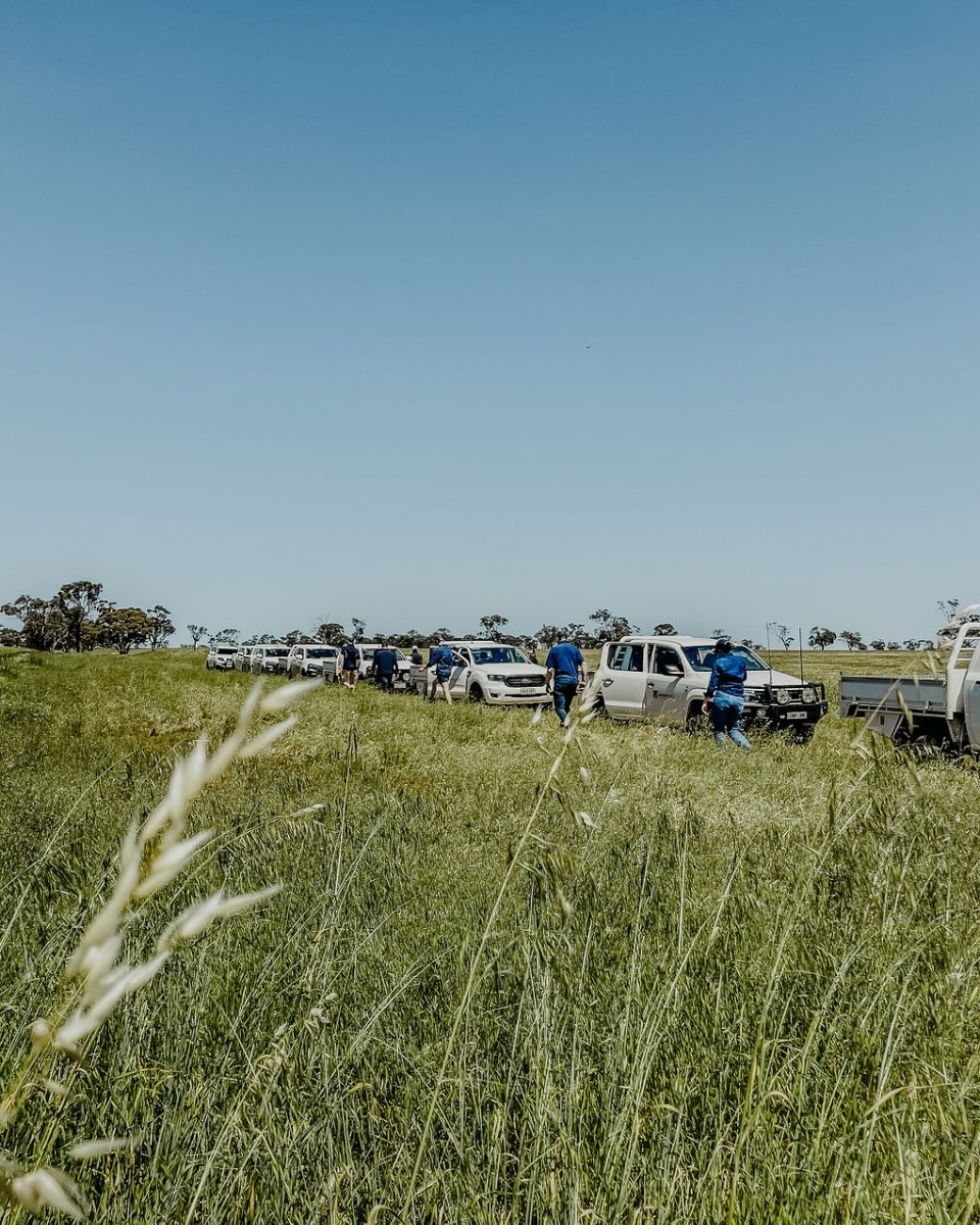 ag_western's tweet photo. A Western AG Ute is not hard to spot!

Operating from 15 locations across the Western District, North East, Wimmera and SE South Australia (SESA) regions, you’re likely to see our team on the road 👋🏻 https://t.co/jEkZoaUqi2
