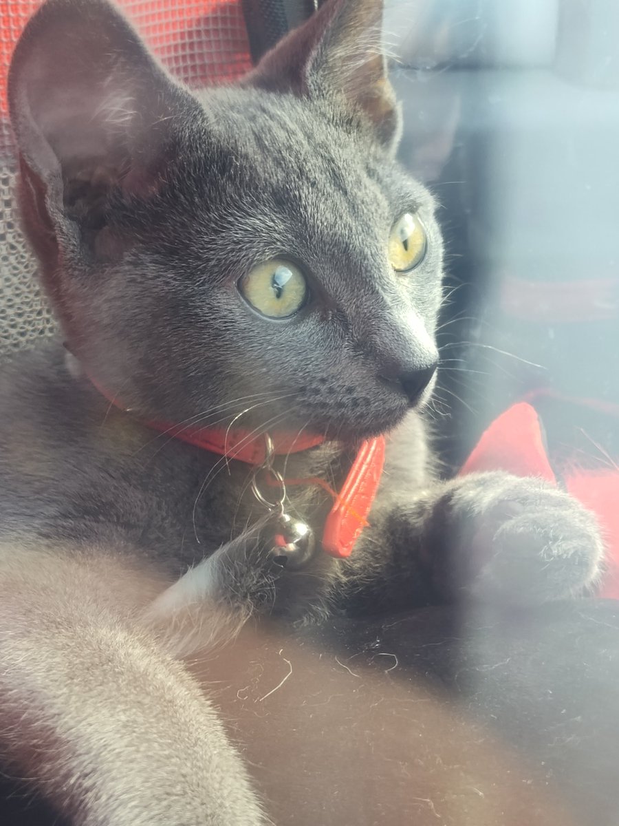 RageBled's tweet photo. My cat is gorgeous wth 😻
#russianblue #CatsAreFamily #AdoptAShelterCat https://t.co/p6P725e5Dq