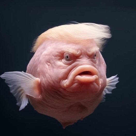 degen4lyfe_'s tweet photo. @SmokezXBT #Trumpfish is next big thing! Fade at your own risk!

7VCTBTTy27dK6hi9xGVG3tmS99v9LyYGmnbCJBKnpump https://t.co/LvXqKiewxh